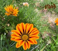 بذور زهرة الجازانيا ألوان متعددة (Gazania)