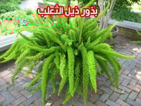 بذور ذيل الثعلب