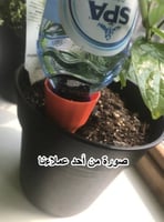 نظام تنقيط للري للشجيرات الصغيرة والشتلات عدد (3)