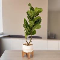 مركن زرع بنباتات مميزة مع حامل لون ابيض و بيج مقاس...