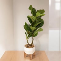 مركن زرع بنباتات مميزة مع حامل لون ابيض و بيج مقاس...