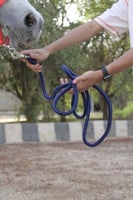 مقود