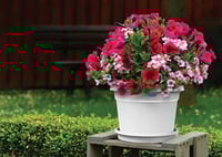 اصيص بلاستيكي دائري من كوزموبلاست 6 انش مع صينية