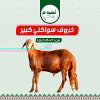 خروف سواكني كبير