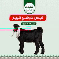 تيس عارضي كبير