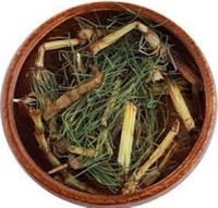 عشبة ذيـل الـحـصـان