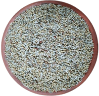 عشبة الـتـشـيـبي