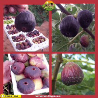 250 عقله تين براون تركي