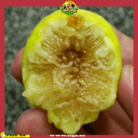 عقل تين حساوي