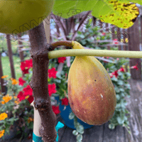 عقل تين بيبيرا برانكا