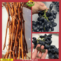 1000 عقله عنب ميدنايت بيوتي بدون بذور