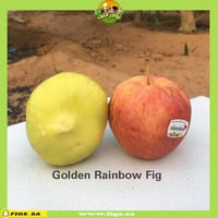 250 عقله تين جولدن رينبو