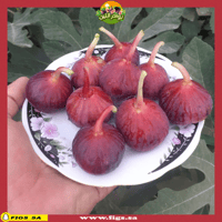 عقل تين كعب الغزال