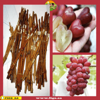 1000 عقله عنب قلبي الياباني