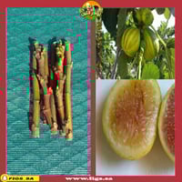 عقل تين أورو بيانكو