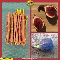 عقل تين كول دي دام نوار ( بروش )