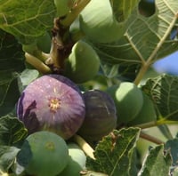 عقل تين زراقي