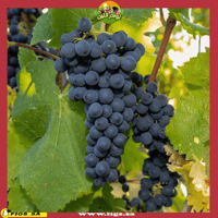 عقل عنب الفونسو