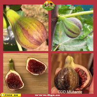 عقل تين كول دي داما موتانتي