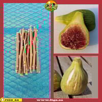 عقل تين كول دي داما جيجانتينا