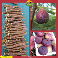 عقل تين براون تركي