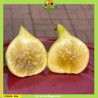 250 عقله تين جولدن رينبو