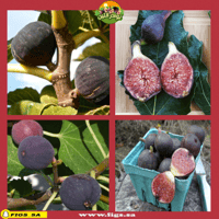 عقل تين بيتي نيجرا