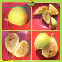 عقل تين جولدن ريفرسايد