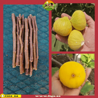 100 عقله تين اسباني اصفر