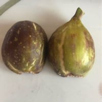 عقل تين باراتجال