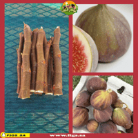 عقل تين اللمضار مغربي