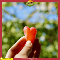 500 عقله عنب قلبي الياباني