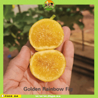 1000 عقله تين جولدن رينبو