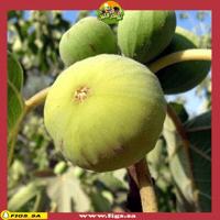 عقل تين عسلي ابيض