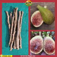 عقل تين لونق دي اوت