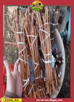 1000 عقله عنب الياقوت