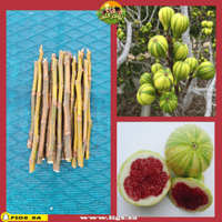 عقل تين تايقر بانشي