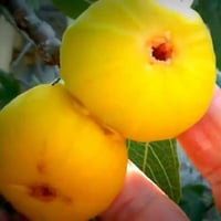 عقل تين ابشيرون الأصفر