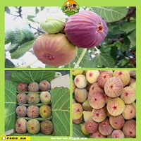 عقل تين سلطاني