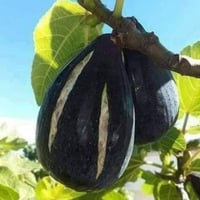 عقل تين الغدان