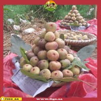 عقل تين سلطاني