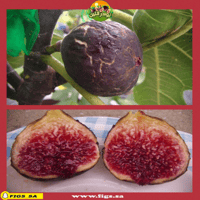 عقل تين بلاك مالطا