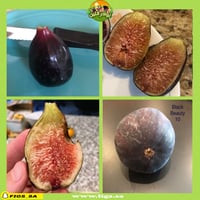 عقل تين بلاك بيوتي 10