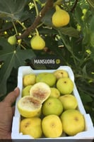 عقل تين ديانا