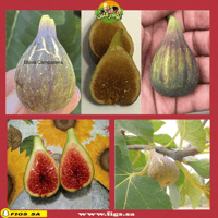 عقل تين بلافا