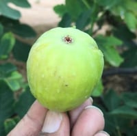 عقل تين ماليزي اخضر