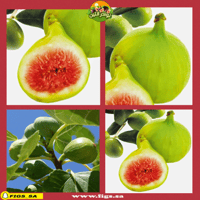 عقل تين قبرصي الأخضر