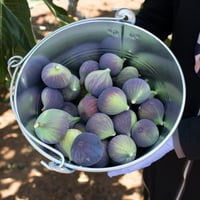 عقل تين بلاك بورصة