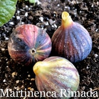 عقل تين مارتينينكا ريمادا