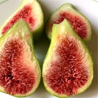 عقل تين دالماتيا